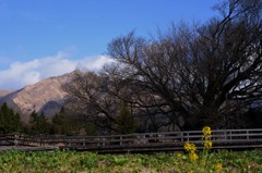 春を待つ大桜（南阿蘇村一心行にて）