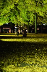 熊本県庁の銀杏並木