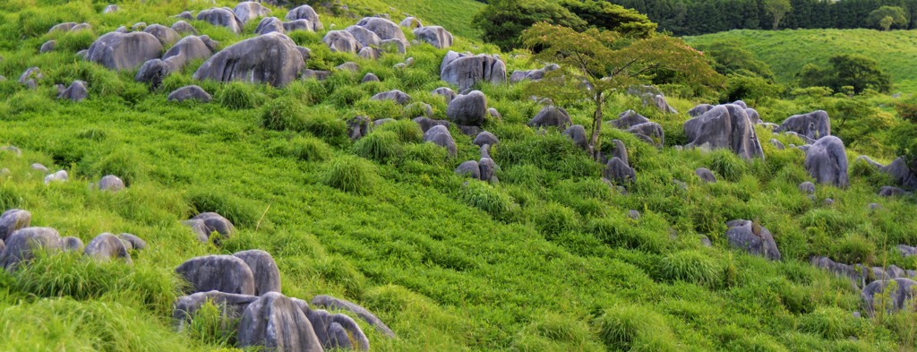 緋合歓（平尾台にて）