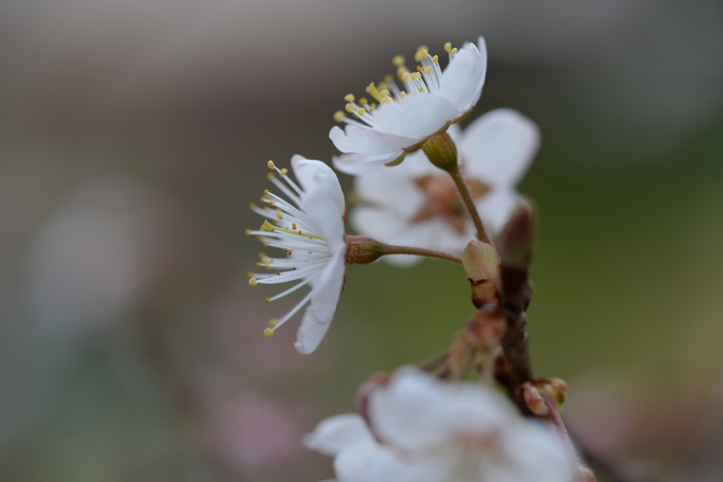 我が家にも春近し　サクランボの花咲く