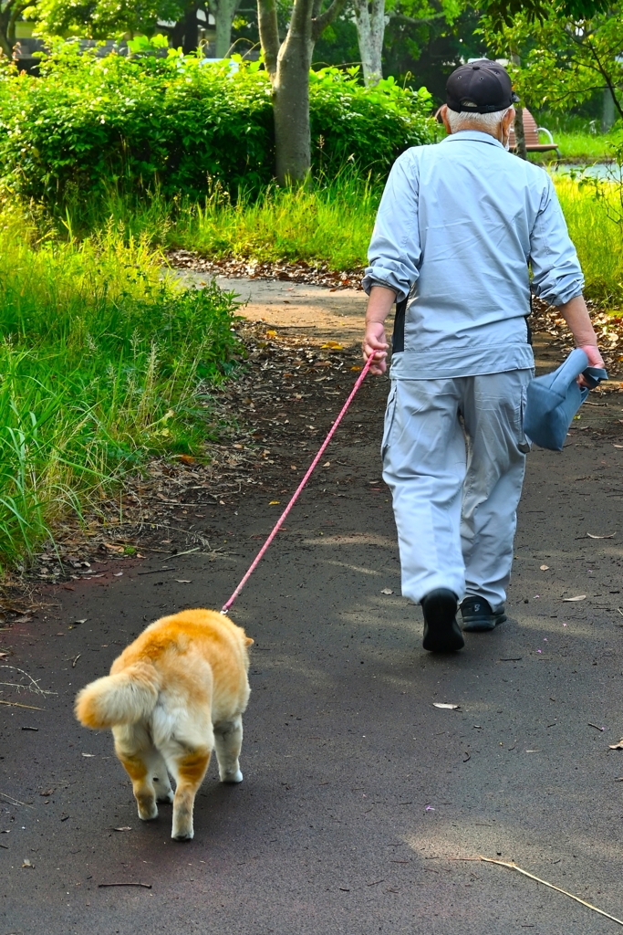 ８５歳　１５歳を曳く