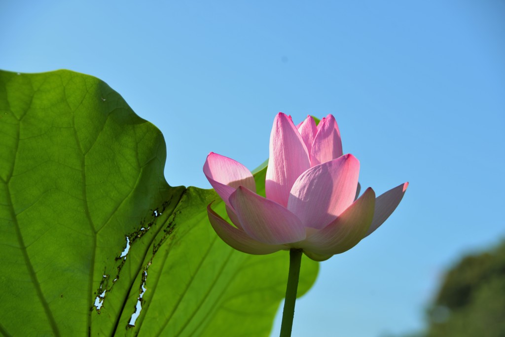 ひっそりと咲く