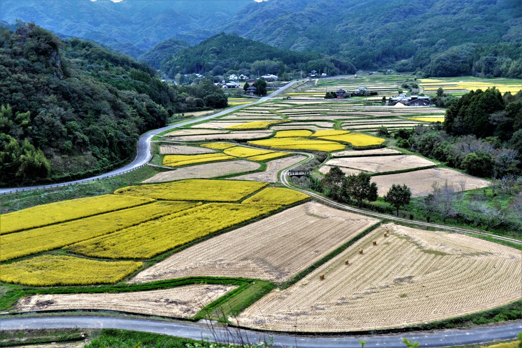 田染荘の稔り