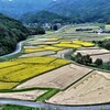 田染荘の稔り