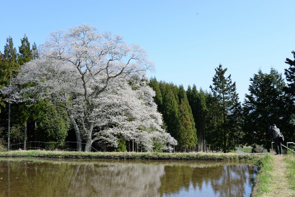 故桜と老カメラマン　（戯画自賛）