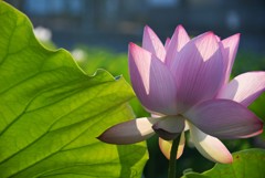 蓮華