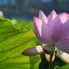 蓮華