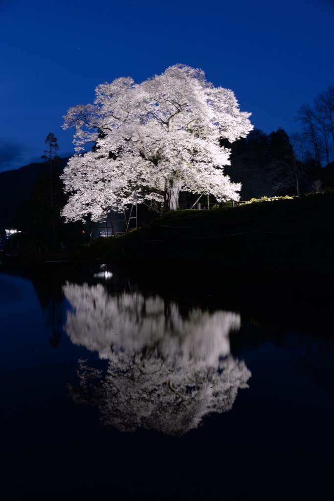 東城三本桜（広島）小奴可の要害桜　夜桜