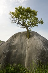 根性の石（平尾台）