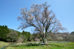 東城三本桜（広島）千鳥別尺のヤマザクラ