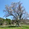 東城三本桜（広島）千鳥別尺のヤマザクラ