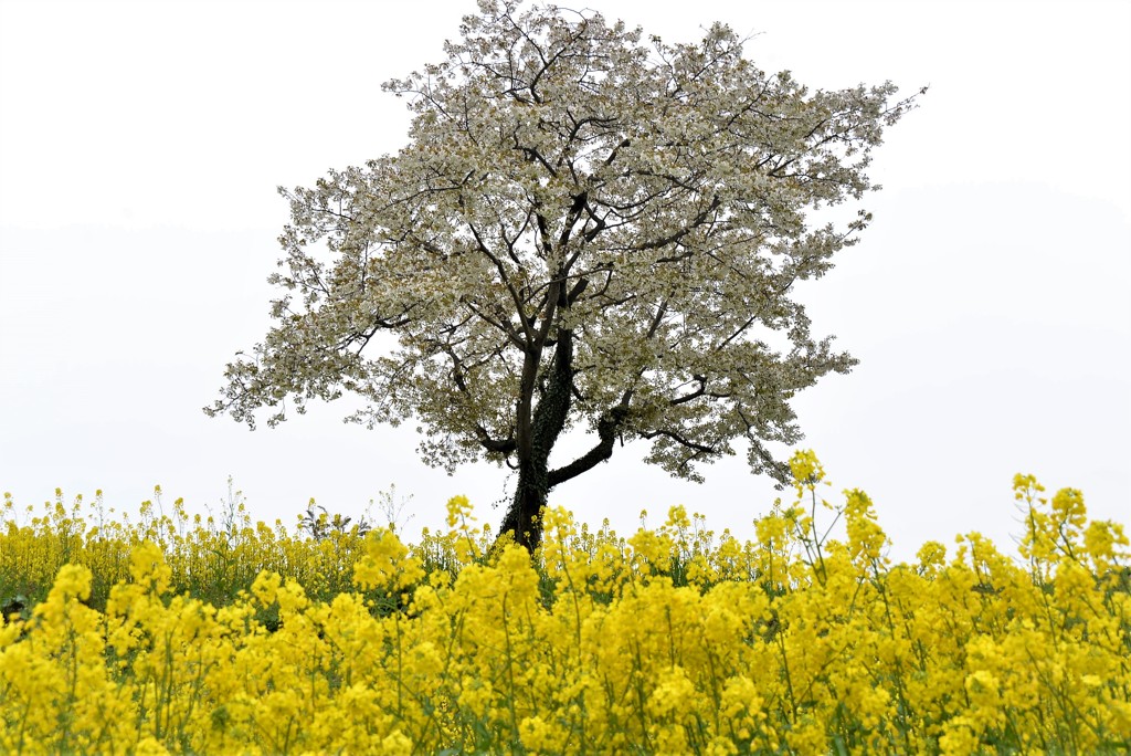 桜と菜の花（長崎鼻）