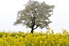 桜と菜の花（長崎鼻）