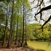 タイミングが合わない篠栗九大の森