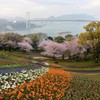 関門海峡の春