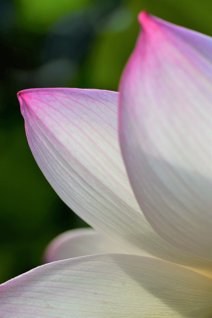 蓮の花