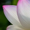 蓮の花