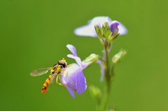 小さな花への小さな訪問者