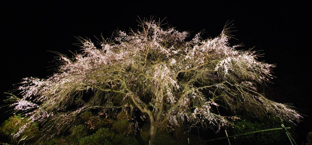 天神山の大枝垂れ桜