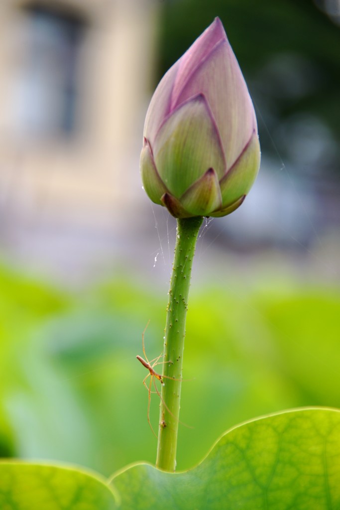 蜘蛛の糸