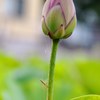 蜘蛛の糸