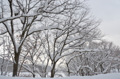 蒜山にて　雪景色①