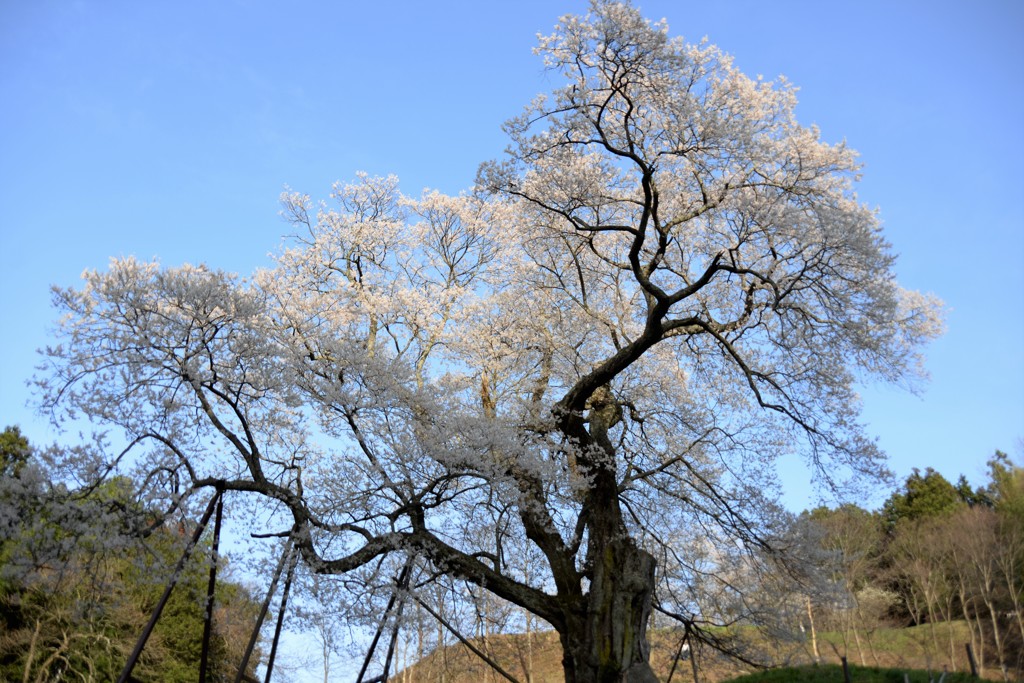 東城三本桜（広島）小奴可の要害桜　夕陽の桜