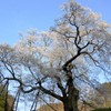 東城三本桜（広島）小奴可の要害桜　夕陽の桜