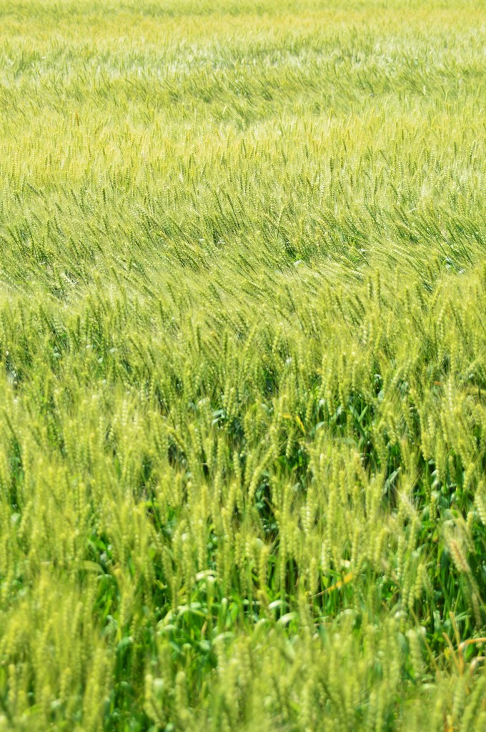 緑の麦穂