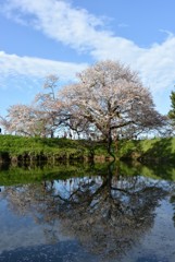 浅井の一本桜（2017）昼間の雄姿