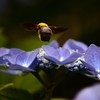 蜂と額紫陽花