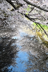 志井川沿いの桜①　2022