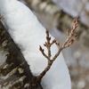 蒜山にて　雪景色③　春を待つ