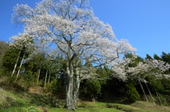 東城三本桜（広島）森湯谷のエドヒガン（全景）