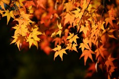 門司　紅葉谷にて