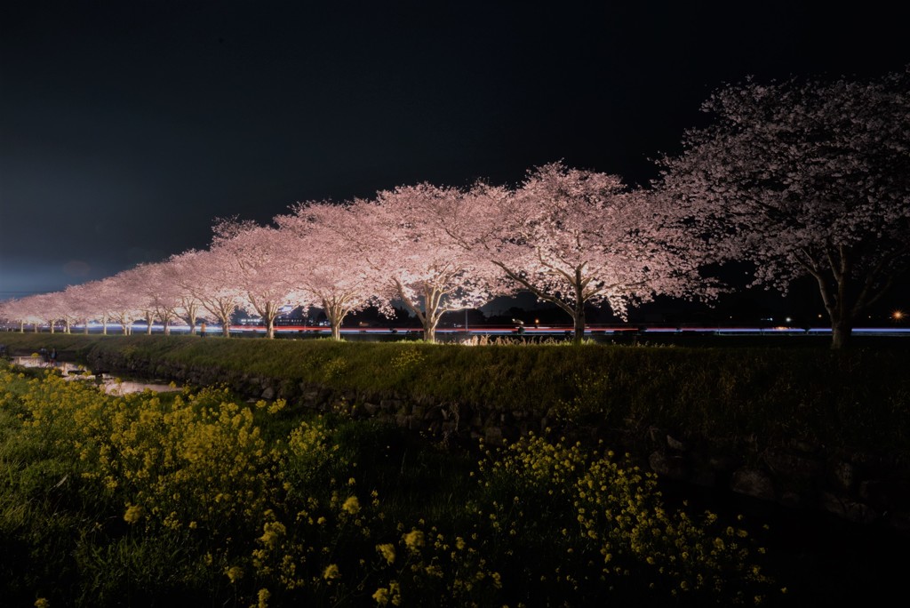 草場川の桜並木ライトアップ（筑前町）