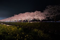 草場川の桜並木ライトアップ（筑前町）