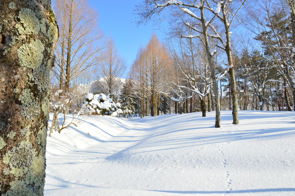 蒜山にて　雪景色②