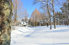 蒜山にて　雪景色②