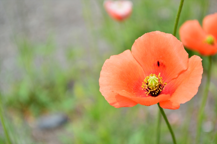 DSC_2487_R