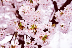 桜