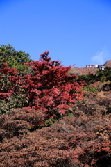 今年最後の紅葉2