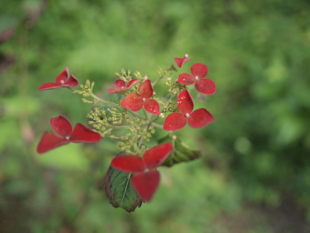 紫陽花？