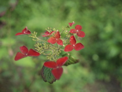 紫陽花？