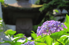 成就院⑥