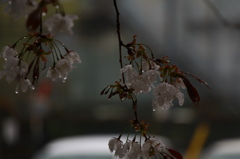 雨垂レヲ抱エ