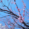 春色