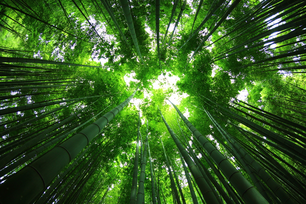 報国寺④