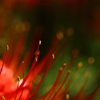 睫毛ノ先ノ紅緋