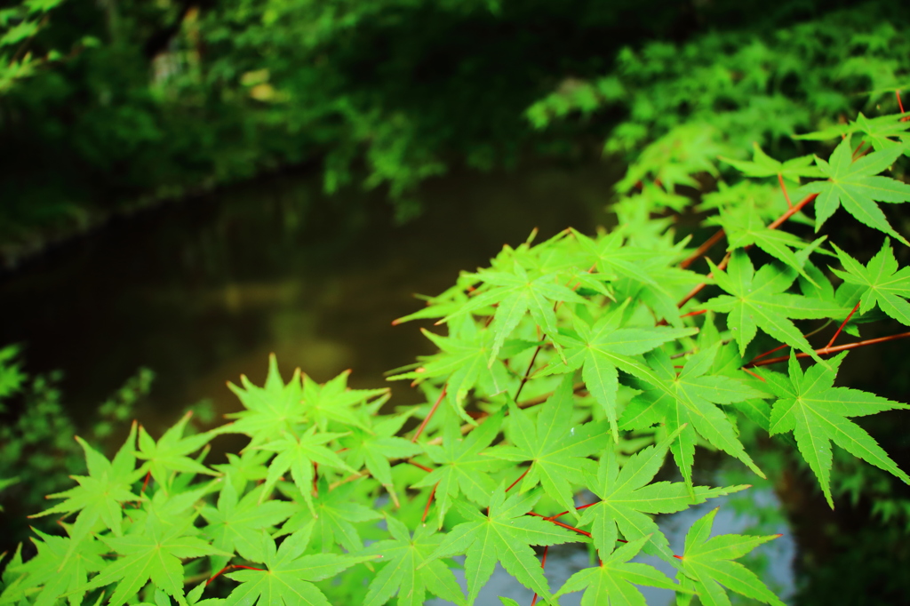 鶴ヶ岡八幡宮
